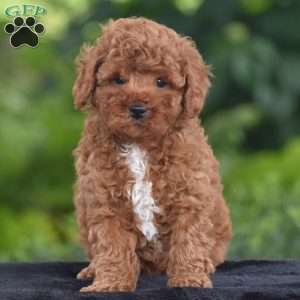 Tommy, Miniature Poodle Puppy